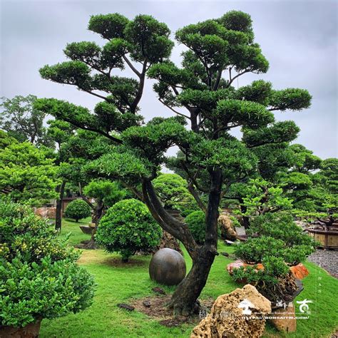 羅漢松庭園樹|羅漢松